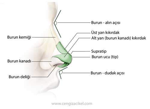 Burun Anatomisi